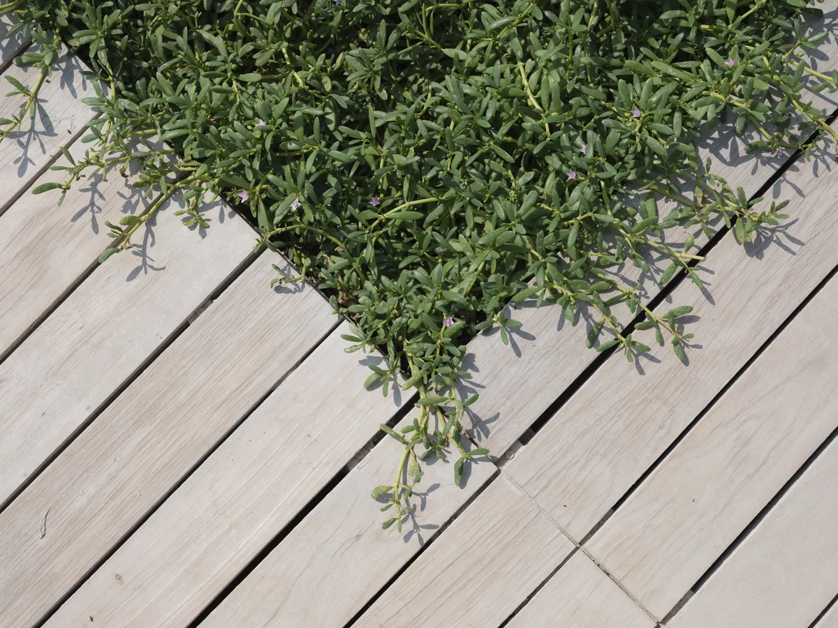 Ground-level wooden deck with natural landscaping, Douglas County